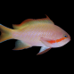 Pseudanthias huchtii M&acirc;le 5-7cm