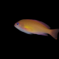 Pseudanthias hypselosoma Femelle M