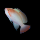 Pseudanthias hypselosoma M&acirc;le M