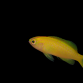 Pseudanthias parvirostris Femelle 3-4cm