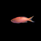 Pseudanthias parvirostris M&acirc;le 4-6cm
