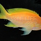 Pseudanthias pleurotaenia Femelle