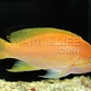 Pseudanthias pleurotaenia Femelle