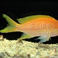 Pseudanthias pleurotaenia Femelle
