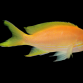 Pseudanthias pleurotaenia Femelle 7-10 cm