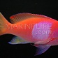 Pseudanthias pleurotaenia M&acirc;le