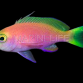 Pseudanthias pulcherrimus M&acirc;le 4-5cm