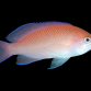 Pseudanthias rubrizonatus Femelle 6-8cm
