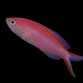 Pseudanthias smithvanizi M&acirc;le 3-4cm
