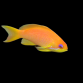 Pseudanthias squamipinnis Femelle M