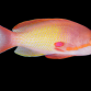Pseudanthias squamipinnis M&acirc;le M
