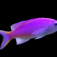 Pseudanthias tuka Femelle 6-8 cm