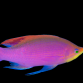 Pseudanthias tuka M&acirc;le 6-8 cm