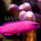 Pseudochromis fridmani M - Mer Rouge