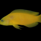 Pseudochromis fuscus 4-6cm