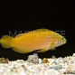 Pseudochromis fuscus (aureus)