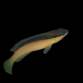 Pseudochromis perspicillatus 4-6cm