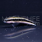 Pseudochromis sankeyi Adulte 4-5 cm