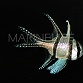 Pterapogon kauderni