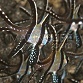 Pterapogon kauderni