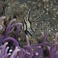 Pterapogon kauderni