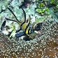 Pterapogon kauderni