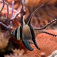 Pterapogon kauderni