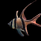 Pterapogon kauderni 3-4cm