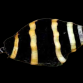 Pusiostoma mendicaria 1-2 cm