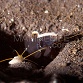 RARE Lotilia graciliosa et son Alpheus rubromaculatus - Special Nano