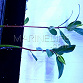 Rhizophora mucronata - Paletuvier avec racines et feuilles