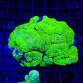 Rhodactis inchoata full green