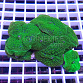 Rhodactis inchoata full green