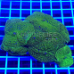 Rhodactis inchoata full green