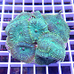 Rhodactis inchoata green