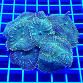 Rhodactis inchoata green