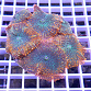 Rhodactis inchoata ice fire