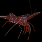 Rhynchocinetes durbanensis 3-4 cm