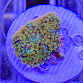 Ricordea floridae orange