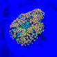 Ricordea floridae orange
