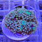 Ricordea floridae rainbow 01