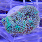Ricordea floridae rainbow 02