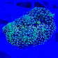 Ricordea floridae rainbow 02