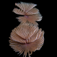 Sabellastarte indica M