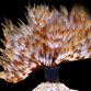 Sabellastarte magnifica M