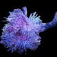 Sabellastarte spectabilis M