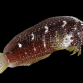 Salarias ramosus M