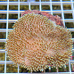 Sarcophyton ehrenbergi