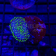 Sarcophyton ehrenbergi polypes verts 01