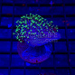Sarcophyton ehrenbergi polypes verts 02